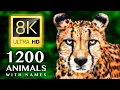 Download Lagu 1200 ANIMALS NAMES AND SOUNDS 8K ULTRA HD