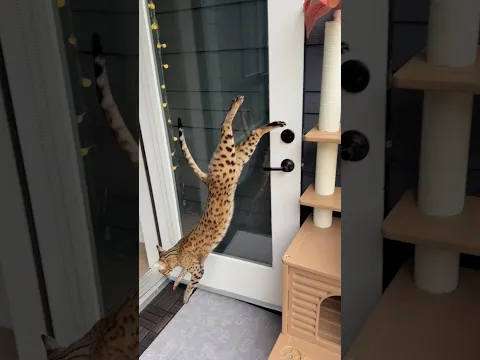 My Cat’s AFRAID Of New People