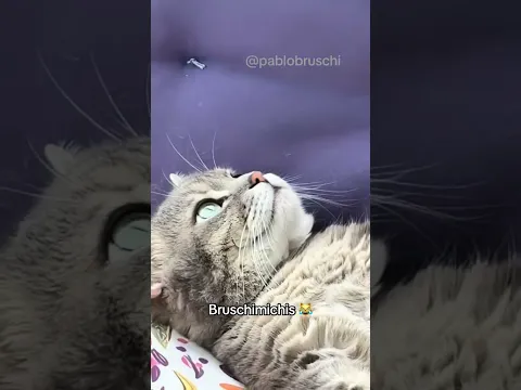 BRUSCHIMICHIS 530😹