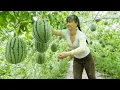 Download Lagu Harvesting Lots Of Watermelons, Use 3-Wheeled Truck Transport Many Watermelon Go To Market Sell