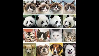 Data Augmentation using Multiple Images Part 2 of 3