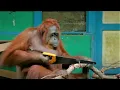 Download Lagu Ongelooflijke orang-oetanmomenten (deel 1) | Top 5 | BBC Earth