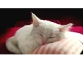 Download Lagu Колыбельная (HD) - lullaby - Елена Светлова