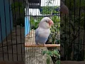 Lagu Lovebird konslet gaya unik
