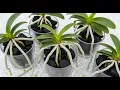 Download Lagu Treasure for orchids! Root growth and flowers all year round !