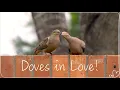 Doves in Love Lots of Cuddling and Kissing