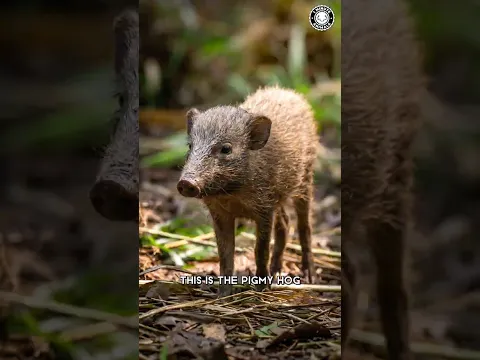 Pygmy Hog 🐗 A Tiny Wild BOAR?!