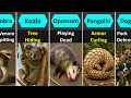 Download Lagu Animal Survival Tactics Comparison