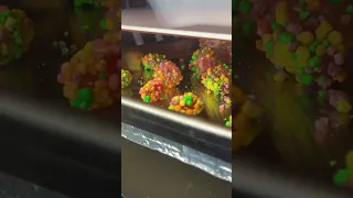 I Freeze Dried NERDS Gummy Clusters