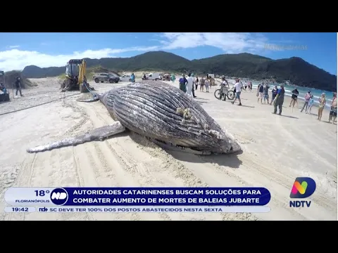 Autoridades catarinenses buscam soluções para combater aumento de mortes de baleias jubarte