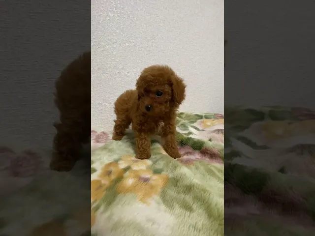 動画