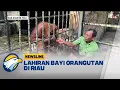 Download Lagu Orangutan kebun Binatang Kulim Lahirkan Bayi - [Newsline]