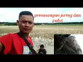 Belibis kuning pikat jaring dan pulot pikat suara burung sawah dan rawa suara belibis alis kuning