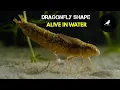 Dragonfly Life Cycle From Water Nymph to Sky King