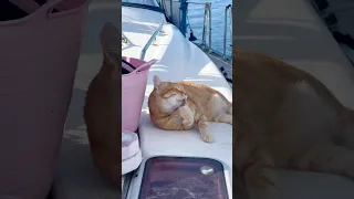 His favourite spot whilst we’re sailing! ⛵️.  #sailinglife #cats #boatcat #sailing boats