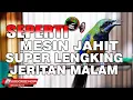 Download Lagu CUCAK CUNGKOK GACOR SEPERTI MESIN JAHIT MELENGKING DAN  MENJERIT MASTERAN BURUNG MEWAH ISTIMEWA