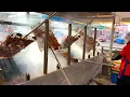 24 Hours Non Stop 600 Roasted Chicken Daily Amazing Charcoal Grilled Chicken - Thai Street Food
