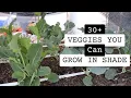 Download Lagu 30 + Vegetables that you can grow in the shade