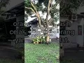 Download Lagu sholatlah sebelum di sholatkan
