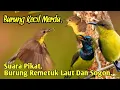 Download Lagu SUARA PIKAT,‼️ BURUNG REMETUK LAUT DAN SOGON, PALING AMPUH..