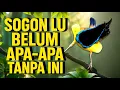 Download Lagu SOGON LU BELUM APA-APA TANPA INI! | Masteran Paling Brutal Bikin Gacor Nonstop #sogon #sogonmania