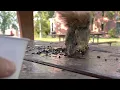 9 minutes of peace Cute squirrel ASMR calm relax anxiety stress meditate sleep