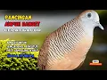 Lagu Perkutut Lokal Gacor AMPUH Untuk Pancingan Semua Burung Perkutut Agar Cepat Bunyi | Zebra Dove Z83