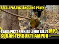 Download Lagu Suara pikat prenjak lumut ribut - Dijamin langsung ngumpul semua