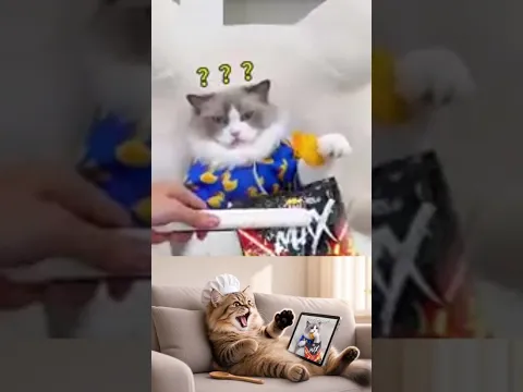 That Little Puff VS Meow Meow Luna #shorts  #thatlilttlepuff