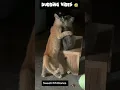 Lagu Kadichu thinruvanatrukuthu 🤣🤣 #funny #dubbingvibes #funnycats #sweetififidiaries #catmindvoice