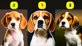 Download BEAGLE TYPES - 3 TYPES OF BEAGLES MP3