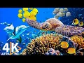 Lagu Perfect Ocean Fish 4K - Onderwatergeheimen ontrafelen | Gratis documentaire