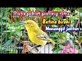 Download Lagu Kicau Cipow betina birahi memanggil jantan 100% pikat sirtu paling jitu@srfchannel3881