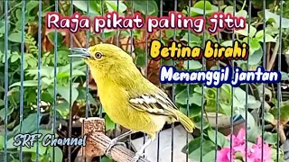 kicau cipow betina birahi memanggil jantan 100 pikat sirtu paling jitu srfchannel3881