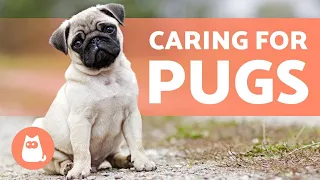 Caring for PUGS Food Hygiene and More