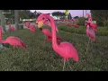 175 lawn flamingos decorated for Christmas in Clearwater