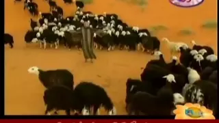 فيديو كليب   غنماتي يا غنماتي  ل  حامد الضبعان وعيد سعود دندنها