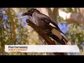 Pied Currawong Call