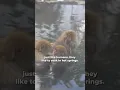 Download Lagu The Japanese Snow Monkeys
