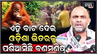 କୋଉଠୁ ଆସିଲା ଦୁର୍ଲଭ ପଶୁ ତାକୁ ଆଣିଲା କିଏ ? ଚାଲିଛି ବଡ଼ ରାକେଟ କରାଯାଉ ତଦନ୍ତ !