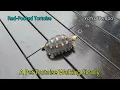 A Pet Tortoise Walking Slowly - Red-Footed Tortoise