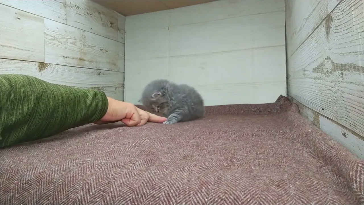 動画