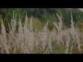 Download Lagu Free video (no copyright) | Wildflowers |  Rain | Padang rumput | Bunga liar | Hujan