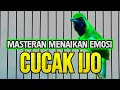 Lagu Masteran cucak ijo full isian menaikan emosi dan tembak an panjang bongkar materi