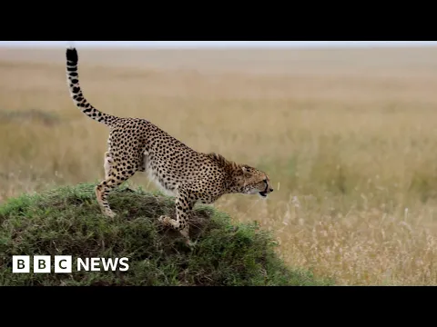 Cheetahs make a return to India after 70 years – BBC News - YouTube thumbnail