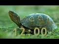 Stay Focused for 12 Minutes with Our Turtle Timer with a Twist