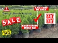 Emerald Green Arborvitae Leyland Cypress - How to Buy