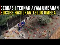Lagu TERNAK AYAM UMBARAN HASILKAN TELUR OMEGA AYAM LEBIH SEHAT DAN KANDANG TIDAK BAU | CERITA USAHA