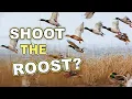 Duck Hunting the Roost Should You Ever Do It