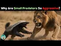 Why Are Small Predators Like Honey Badgers So Aggressive
